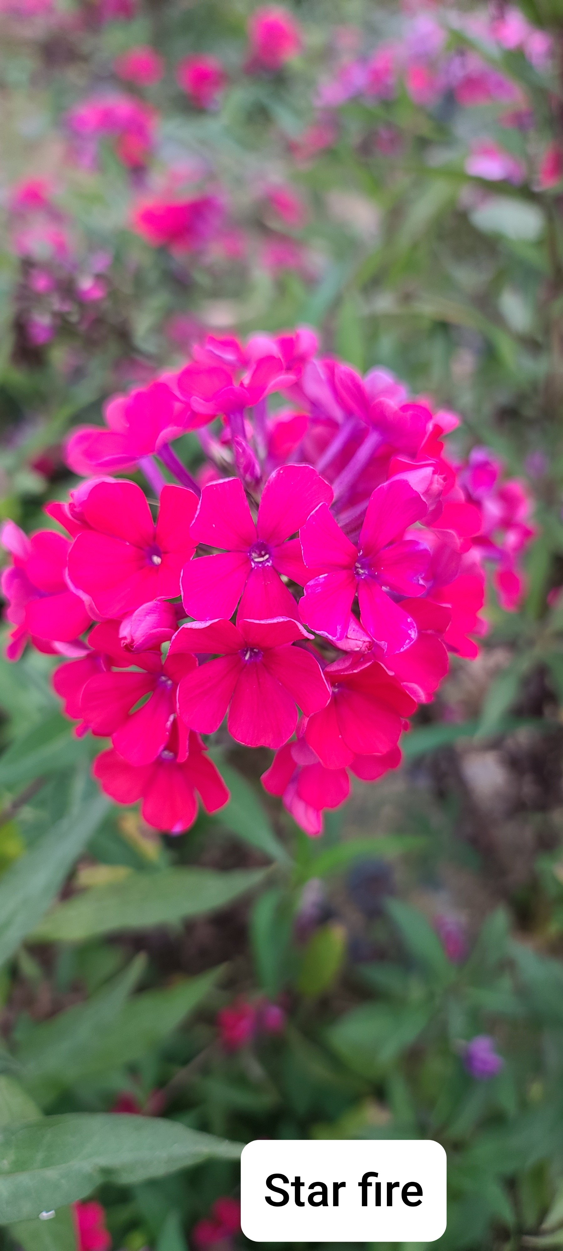 Phlox paniculata 'Starfire'